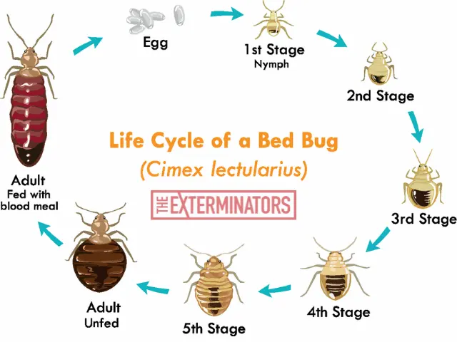 What is a Bed Bug’s Life Cycle
