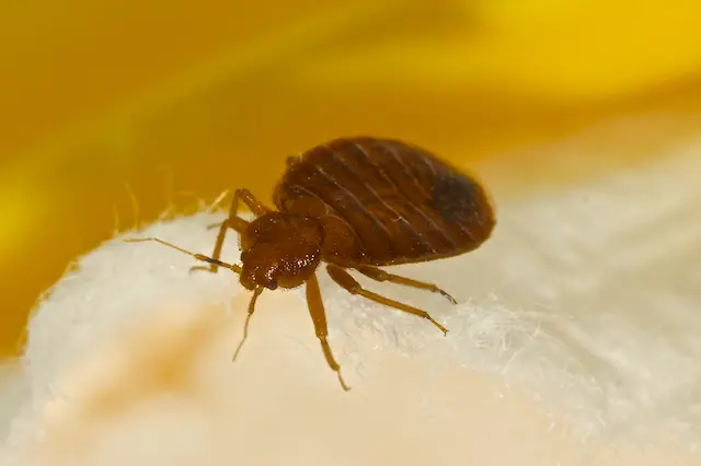 Comparison of Professional vs DIY Bed Bug Removal