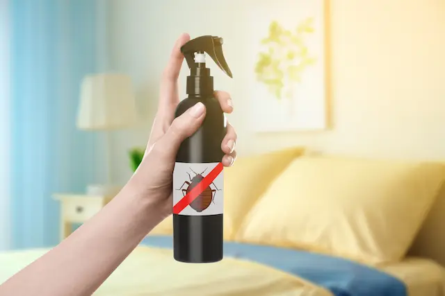How to use bed bug spray