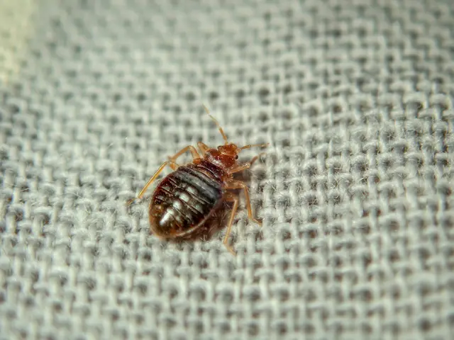 Keeping Bed Bugs Off Your Bed and for Good