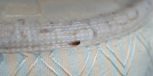 Simple Steps on How to Use Bed Bug Traps