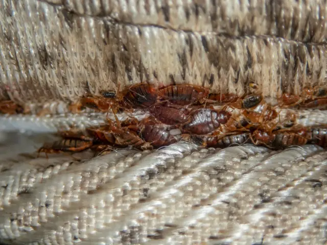 I Have Bed Bugs in My House First Steps