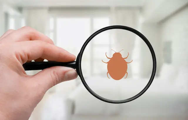 How to Know if Pest Control Company Uses Quality Pesticides