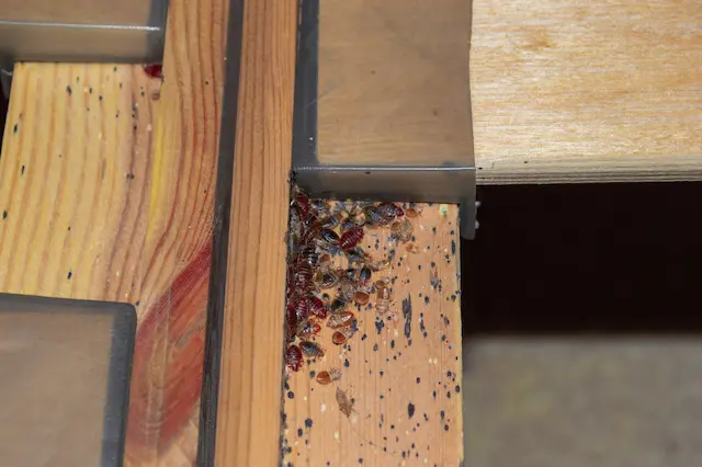 What to Do if Apartment Building Infested with Bed Bugs