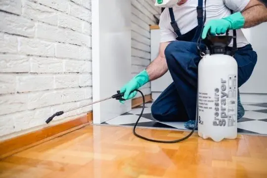 signs of bed bug infestation Brampton