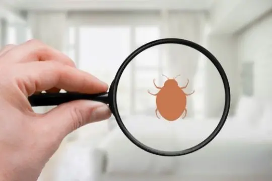 bed-bug-inspection-guelph