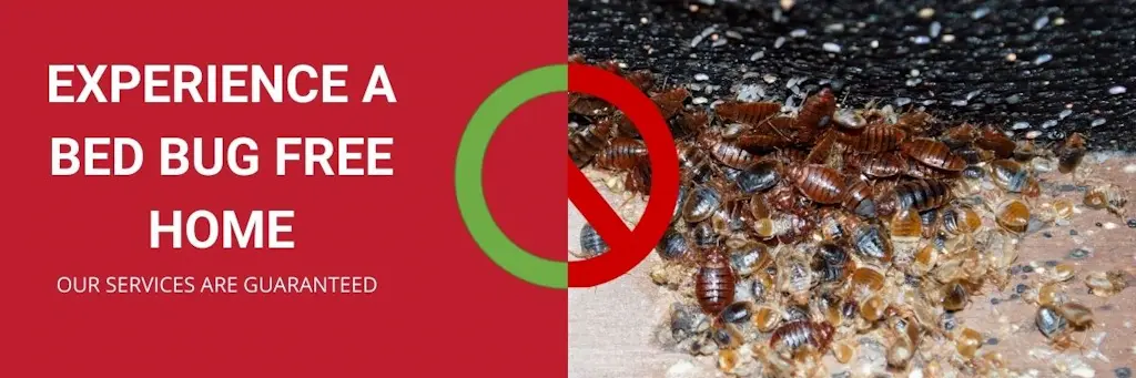 experience a bed bug free home pickering
