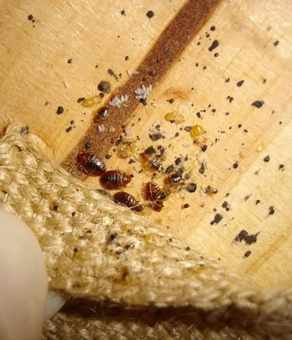 signs of bed bug infestation pickering